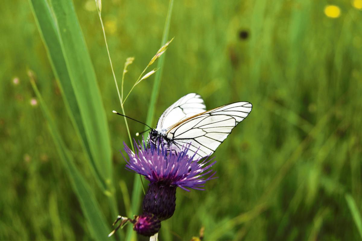 Insektensterben