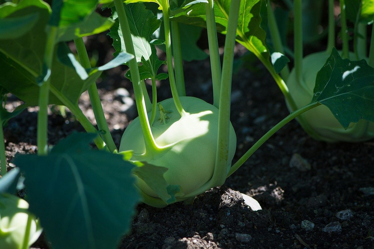 Kohlrabi im Kleingarten