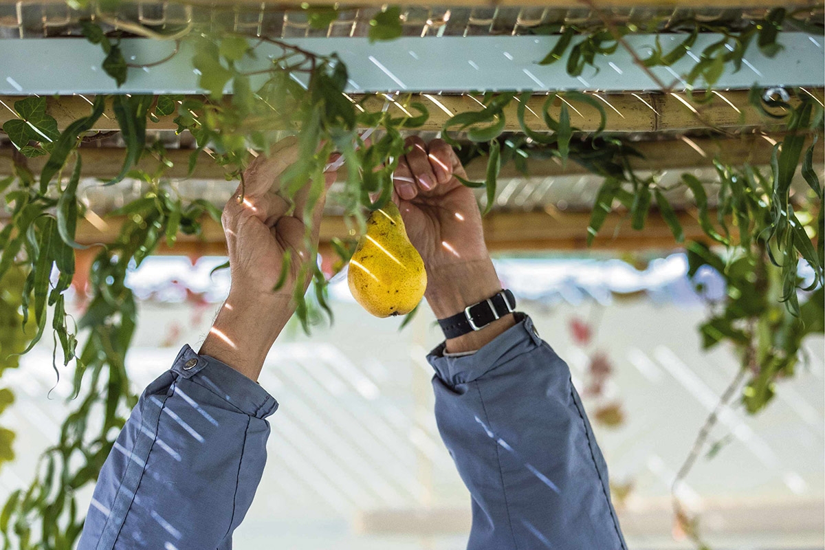 Ein Gemeindemitglied schmückt die Laubhütte für die Sukkot-XXL-Feier in Schwerin