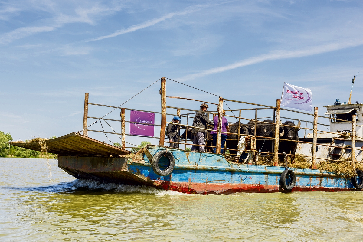 Ein Schiff transportiert Wasserbüffel