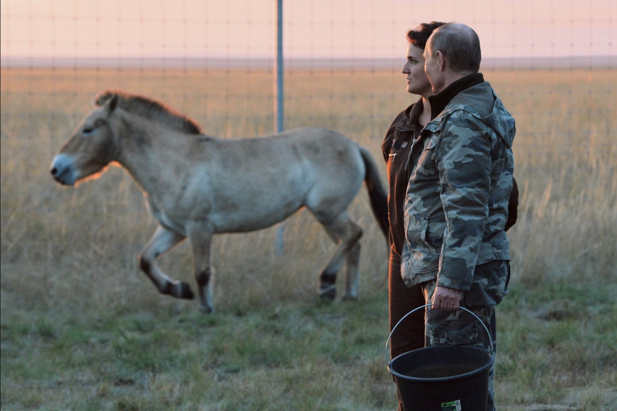 Wladimir Putin auf einer Pferdeweide