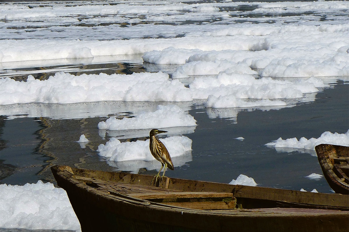 Giftiger Schaum auf dem Fluss Yamuna in Delhi