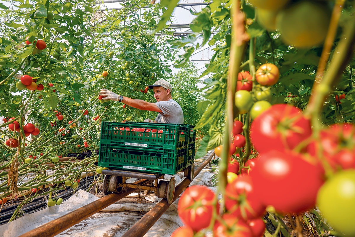 Gemüsehof Domanja in der der Oberlausitz