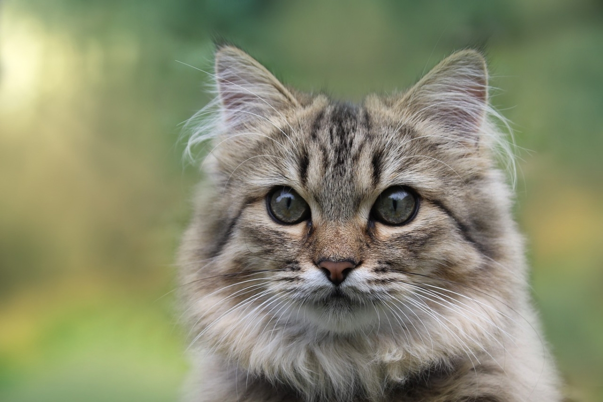 Norwegische Waldkatze