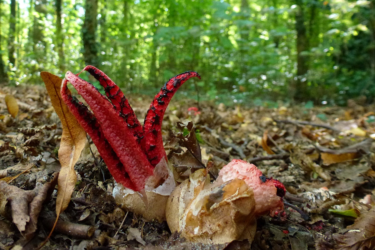 Mancher Pilz wirkt wie ein Alien: Tintenfischpilz