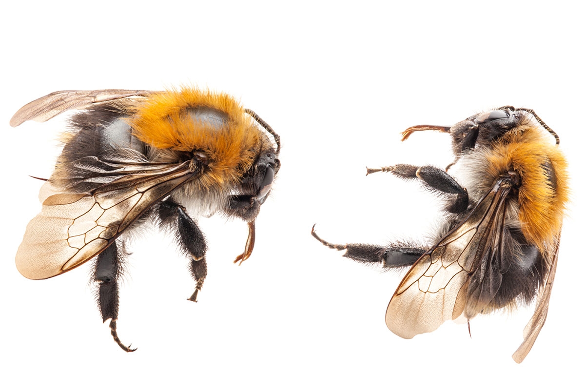 Sechs Beine, zwei Flügel und ein niedlicher Popo: die Hummel hat was