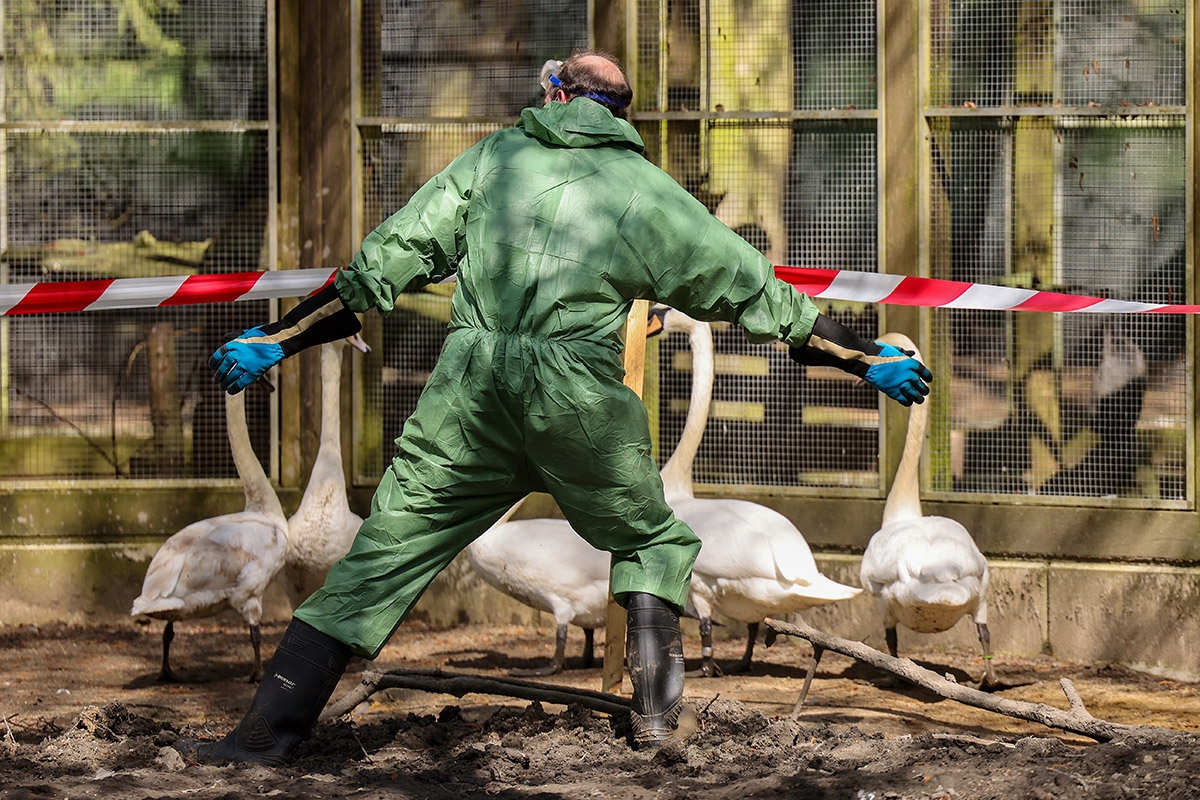 Das ist eine Übung – noch. Im April probte man im Ennepe-Ruhr-Kreis, wie bei einem Ausbruch der Vogelgrippe uneinsichtige Schwäne ins Gehege gescheucht werden können