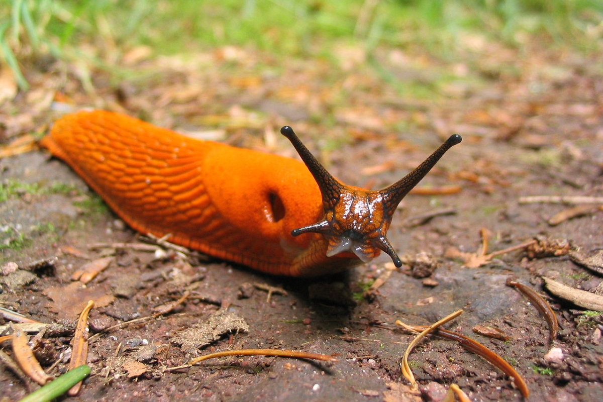 Rote Wegschnecke (Arion rufus)