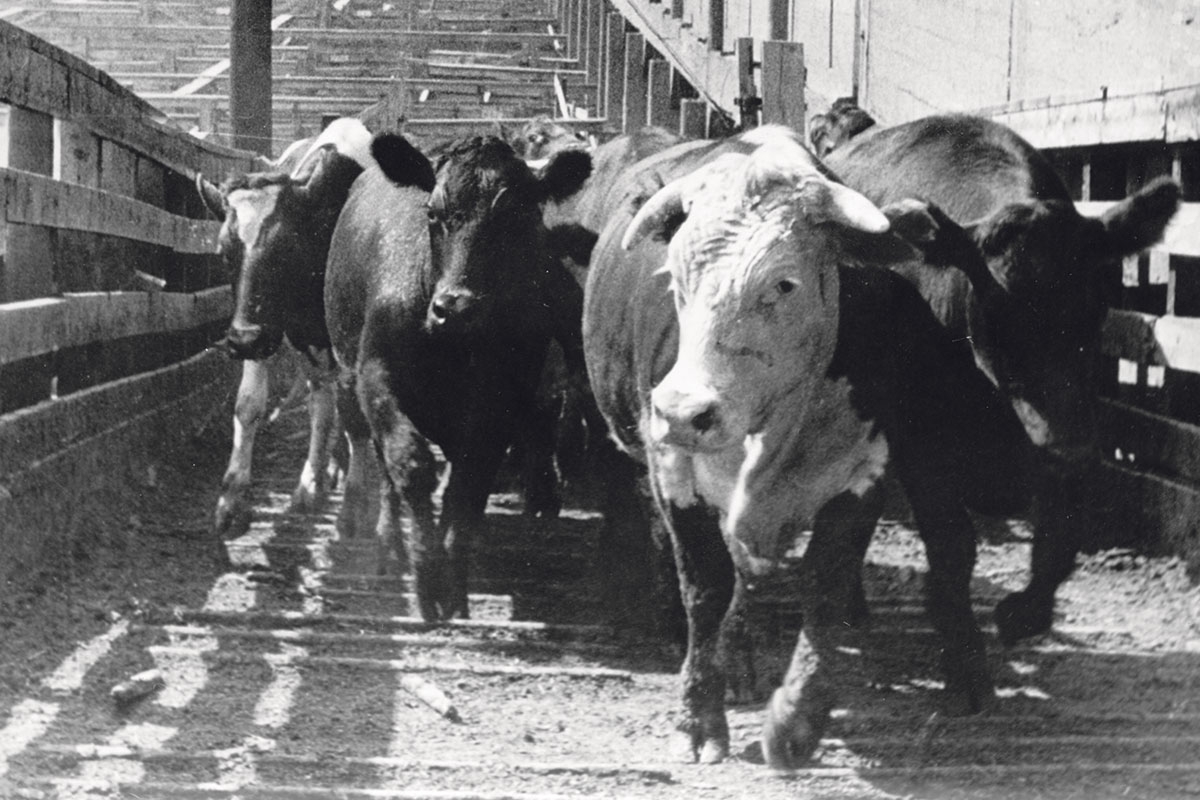 Rinder auf dem Weg zum Schlachthof in den Union Stock Yards, den ­einst größten Vieh- und Schlachthöfe der Welt in Chicago (undatierte Aufnahme)