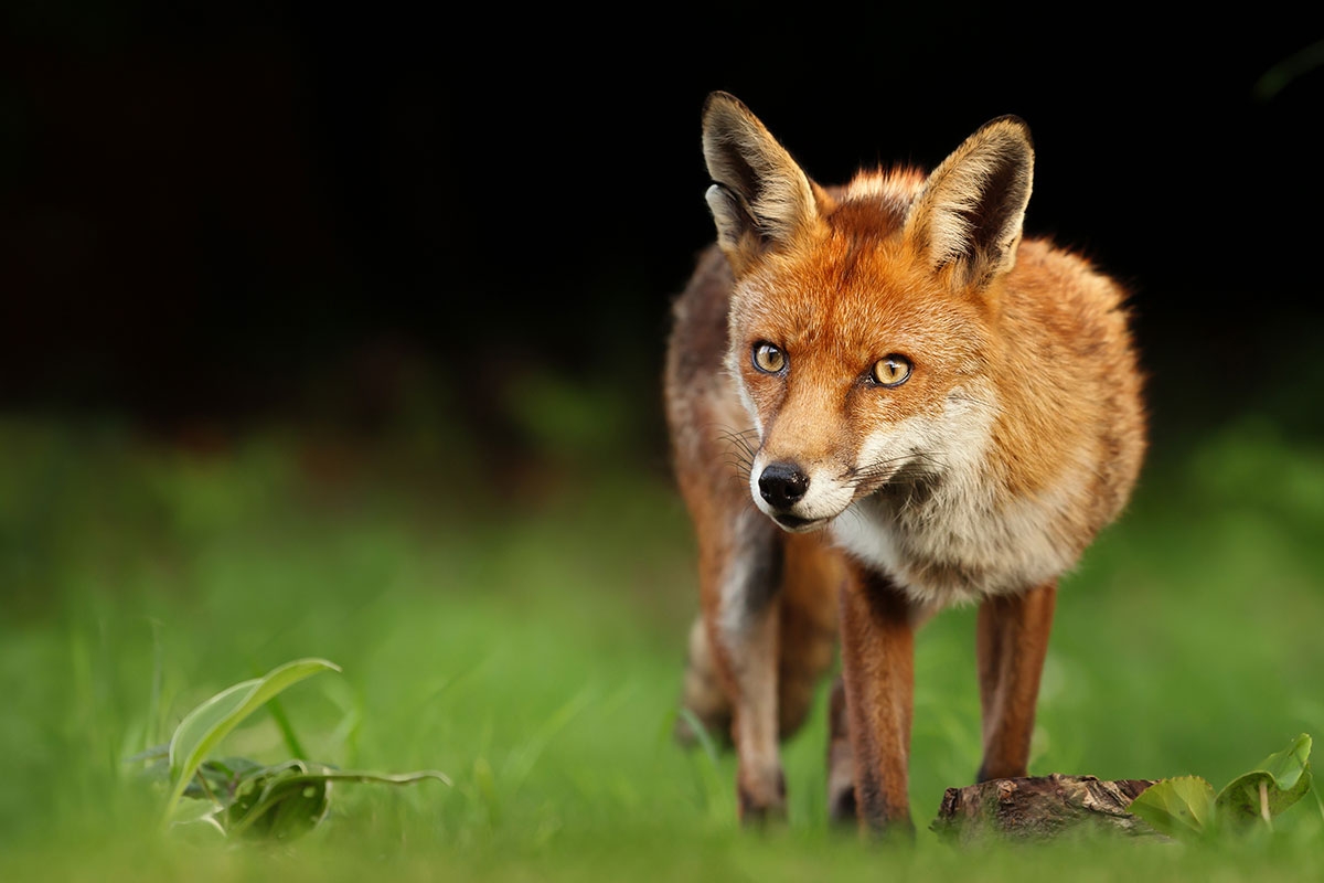 Fuchs auf Wiese