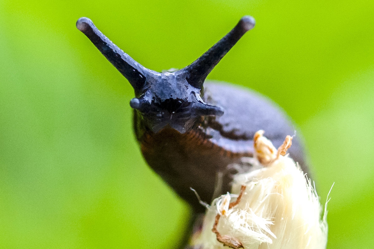 Wenn eine Nacktschnecke die Fühler nach dem sorgsam gepflegten Beet ausstreckt, stellt sich die Frage nach Gegenmaßnahmen