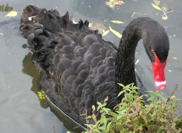 Wem schwant Übles beim Coronavirus? Als »Schwarzen Schwan« bezeichnet man ein unvorhergesehenes Ereignis, das die Weltwirtschaft ordentlich durcheinanderwirbelt 