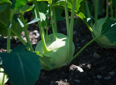 Kohlrabi im Kleingarten