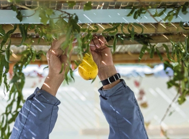 Ein Gemeindemitglied schmückt die Laubhütte für die Sukkot-XXL-Feier in Schwerin