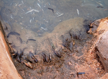 Tote Fische am Ufer der spanischen Salzwasserlagune Mar Menor