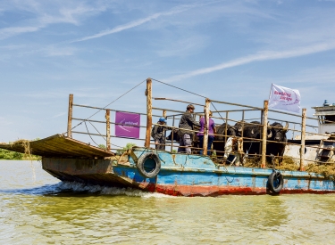 Ein Schiff transportiert Wasserbüffel