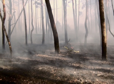 Wald nach einem Brand