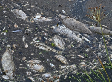 Tote Fische in der Oder