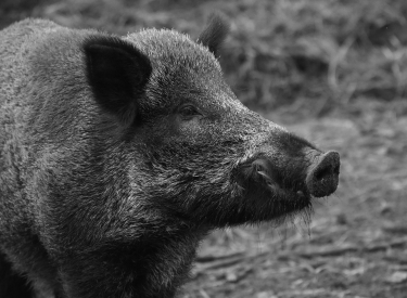 Ein Wildschwein