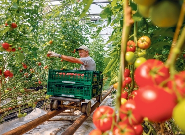 Gemüsehof Domanja in der der Oberlausitz