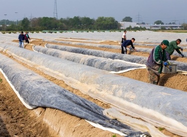 Leih-, Zeit-, Saisonarbeit in der Landwirtschaft