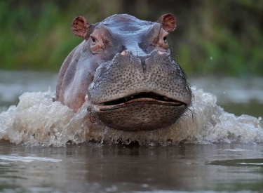 Pablo Escobars Hippo guckt irgendwie böse