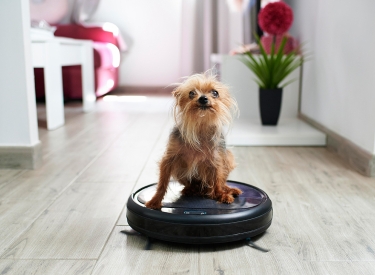 Hund auf Saugroboter