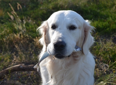 Hund mit Fisch im Maul