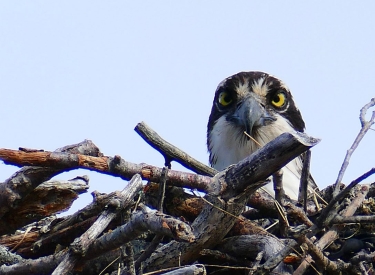 Gucken, was so los ist. Fischadler im Nest