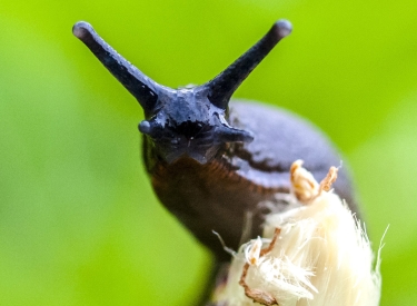 Wenn eine Nacktschnecke die Fühler nach dem sorgsam gepflegten Beet ausstreckt, stellt sich die Frage nach Gegenmaßnahmen