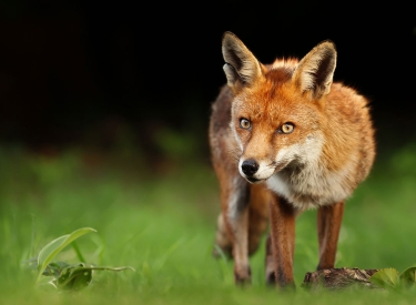 Fuchs auf Wiese