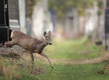 Wo so manche Karriere vorzeitig endet: Der Wiener Zentralfriedhof